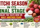 Litchi Season in Its Final Stage: Enjoy the Taste Now or Wait Another Year