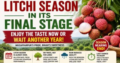 Litchi Season in Its Final Stage: Enjoy the Taste Now or Wait Another Year