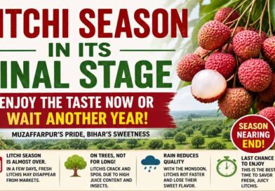 Litchi Season in Its Final Stage: Enjoy the Taste Now or Wait Another Year