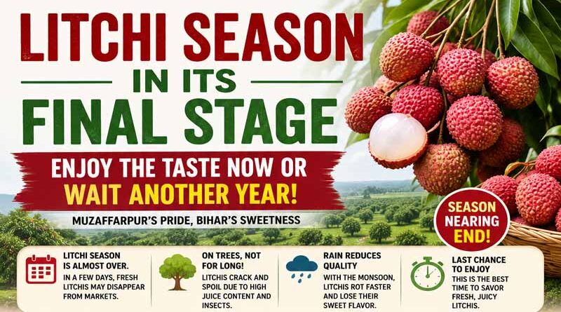 Litchi Season in Its Final Stage: Enjoy the Taste Now or Wait Another Year