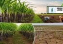 IPL Leads the Way in Water Conservation and Enhancing Farmers’ Income in Sugarcane Cultivation