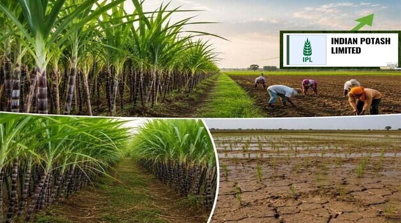 IPL Leads the Way in Water Conservation and Enhancing Farmers’ Income in Sugarcane Cultivation