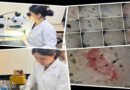 MIT-WPU Research Detects Microplastics in Freshwater Fish Consumed in Pune, Flags Emerging Food-Chain Concern